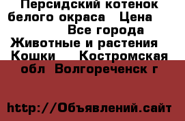 Персидский котенок белого окраса › Цена ­ 35 000 - Все города Животные и растения » Кошки   . Костромская обл.,Волгореченск г.